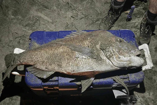 Large fish lying on a blue cooler on sand with a person's feet wearing outdoor shoes nearby, surfcasting setting